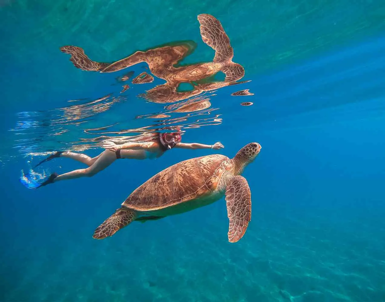 Sea turtle swimming beneath the surface with a snorkeler in the background