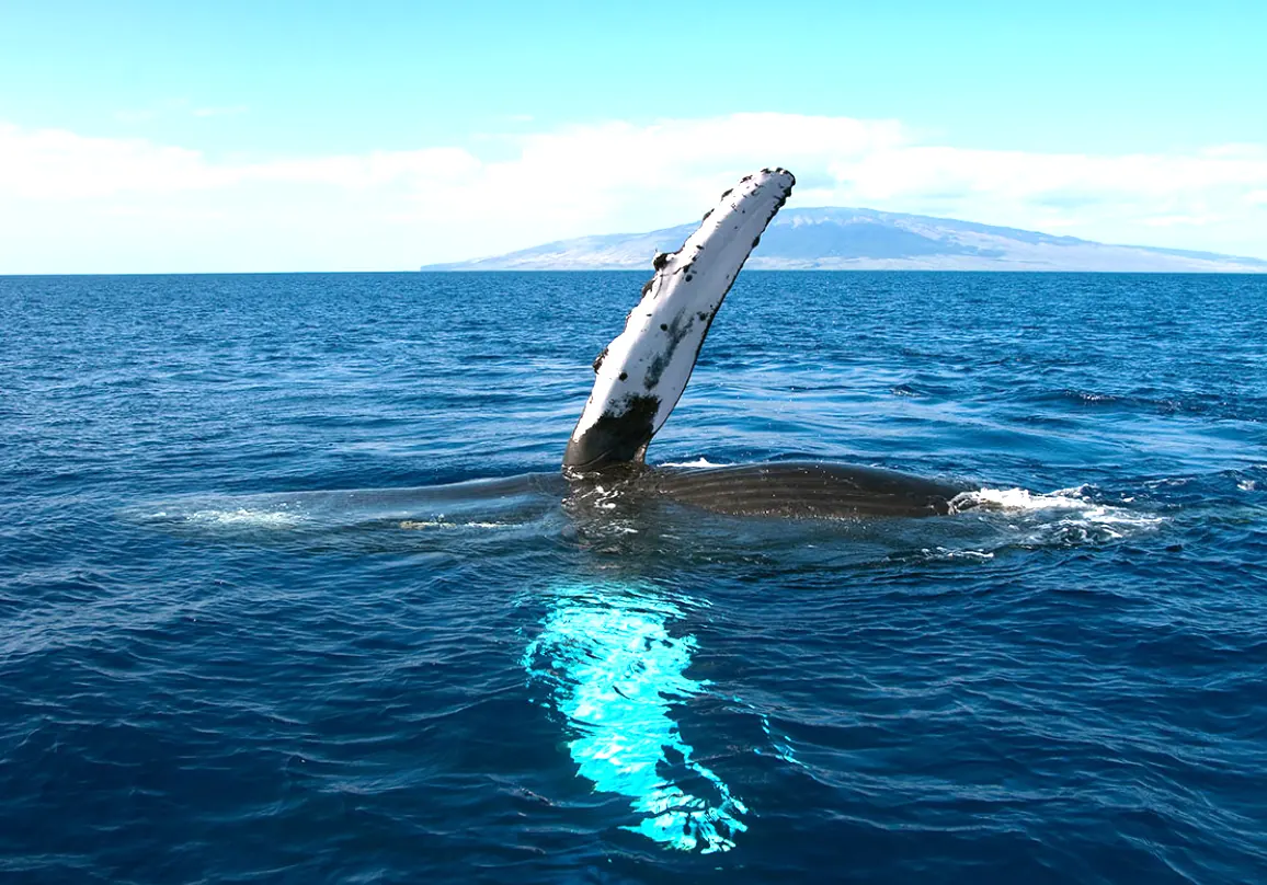 Humpback whale lifting a long pectoral fin above the water