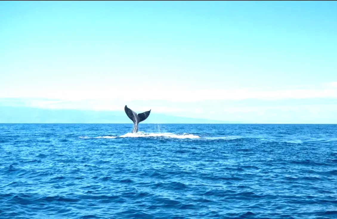 Whale tail rising above the blue ocean with an island on the horizon