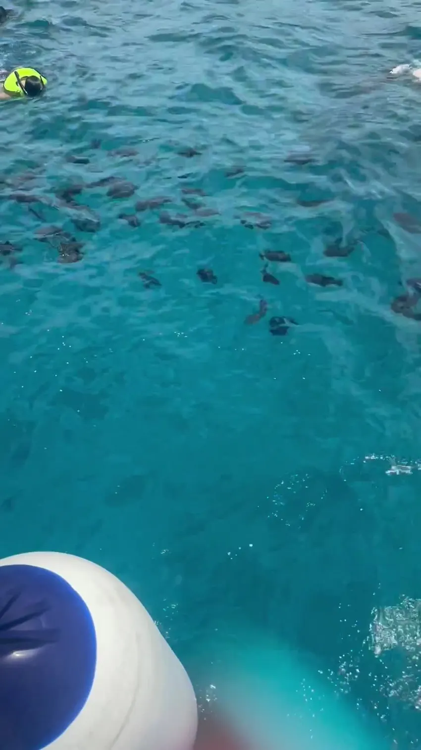 Snorkelers in life vests swimming above a large school of fish in clear water beside the boat